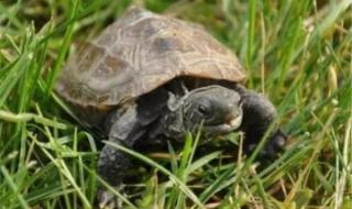 乌龟寿命最长多少年